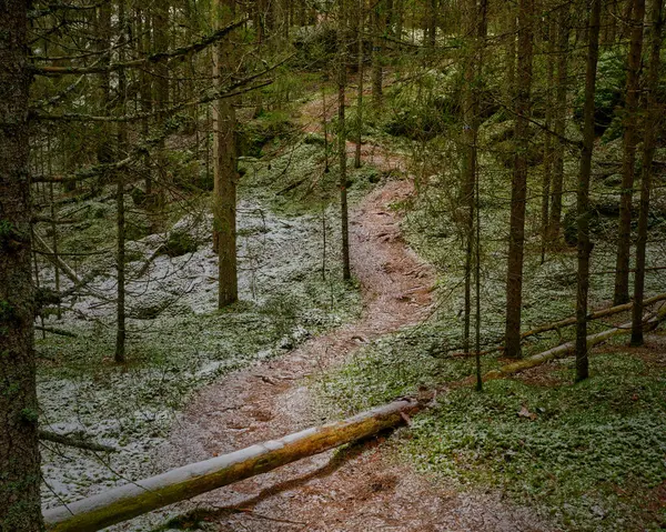 Pad Door Het Bos Met Mos Bomen Sneeuw Grond — Stockfoto