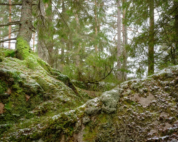 Egy Mohás Fenyőfa Egy Sziklán Erdő Háttérben — Stock Fotó