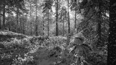 Ormanda kış.