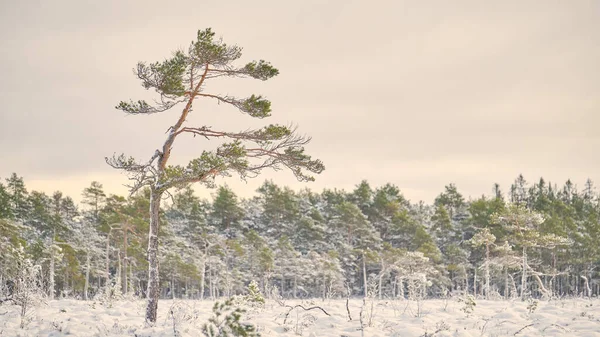 Árvores Inverno Neve — Fotografia de Stock