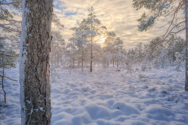 Paisagem Inverno Com Árvores — Fotografia de Stock