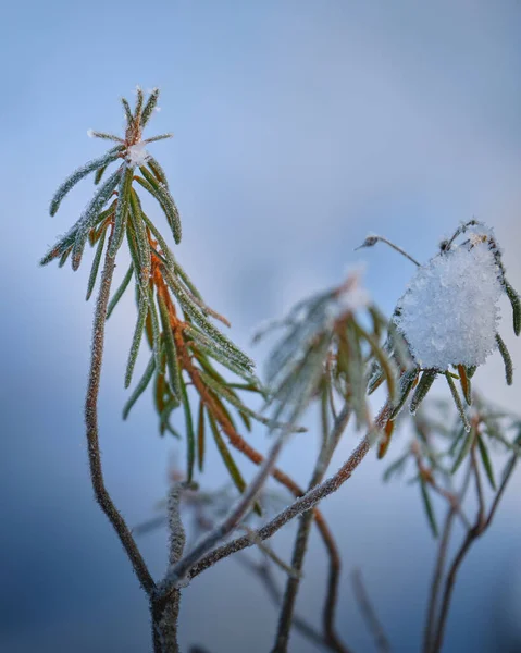 Śnieg Gałęziach Tle Nieostre — Zdjęcie stockowe