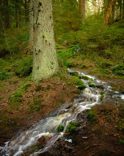 Strumień Lesie — Zdjęcie stockowe