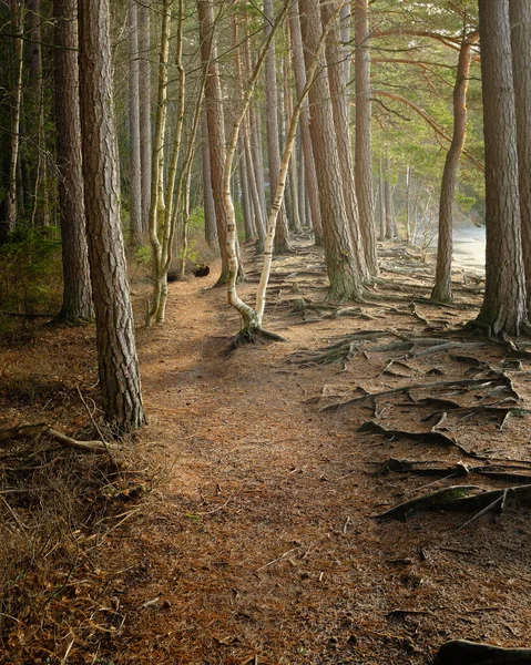 Caminho Floresta — Fotografia de Stock