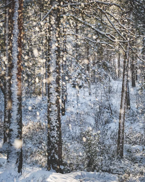 Winterwald Schnee — Stockfoto