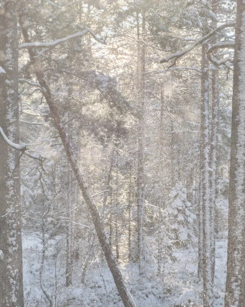 Foto Preto Branco Árvores Neve — Fotografia de Stock