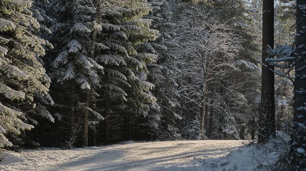 Estrada Inverno Floresta — Fotografia de Stock