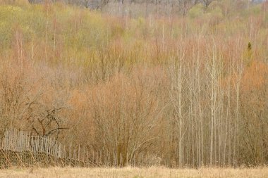 Ormandaki çitler ve arka plandaki ağaçlar.