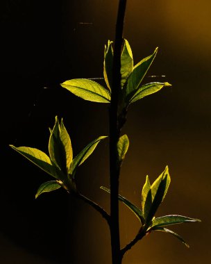 Siyah arkaplanda yapraklar