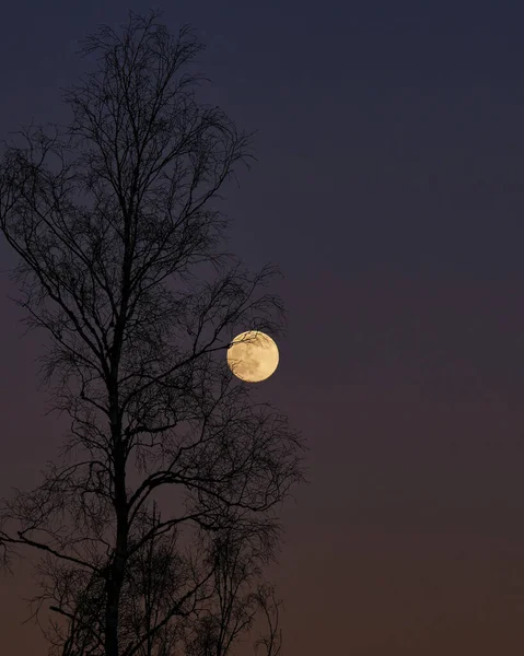 Lune Arbre Par Une Soirée Sombre — Photo