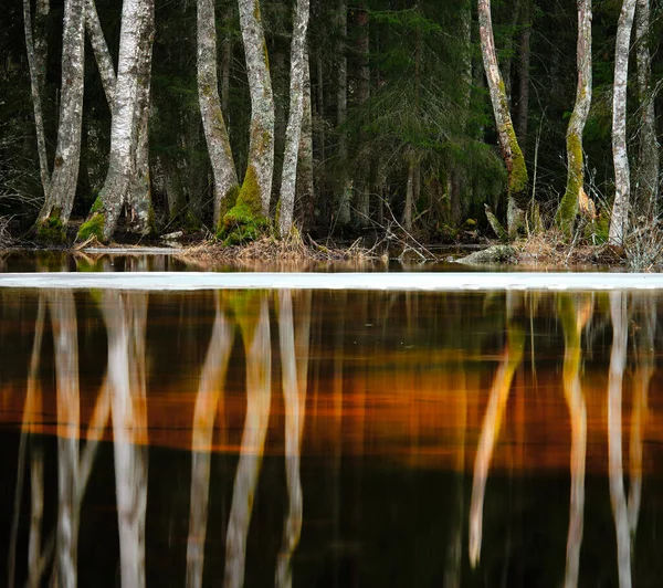 Reflexion Von Bäumen Wasser — Stockfoto