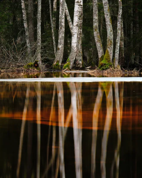 Réflexion Des Arbres Dans Eau — Photo