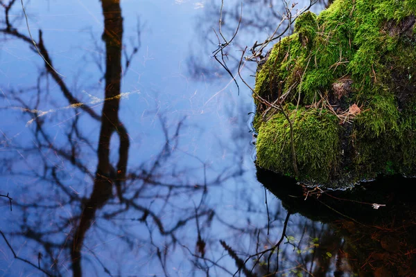 水の中の木 — ストック写真