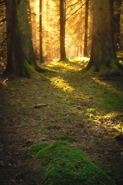 Rayons Soleil Dans Forêt — Photo