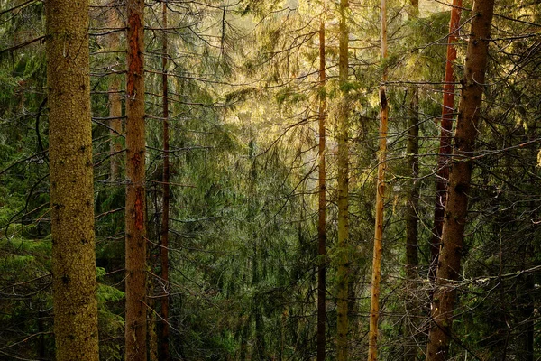 Forêt Automne Avec Lumière Soleil — Photo