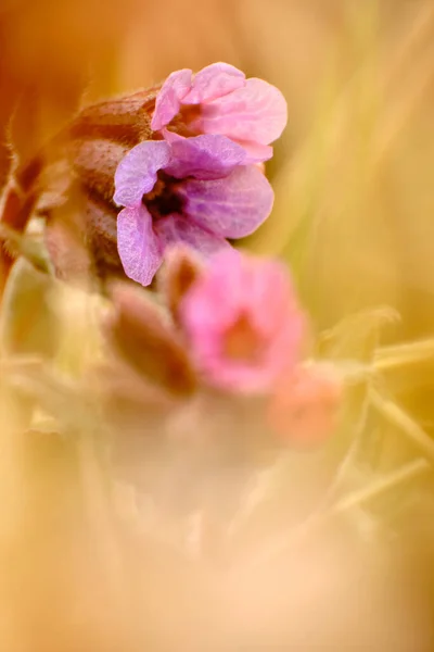 Fioletowy Różowy Kwiat — Zdjęcie stockowe