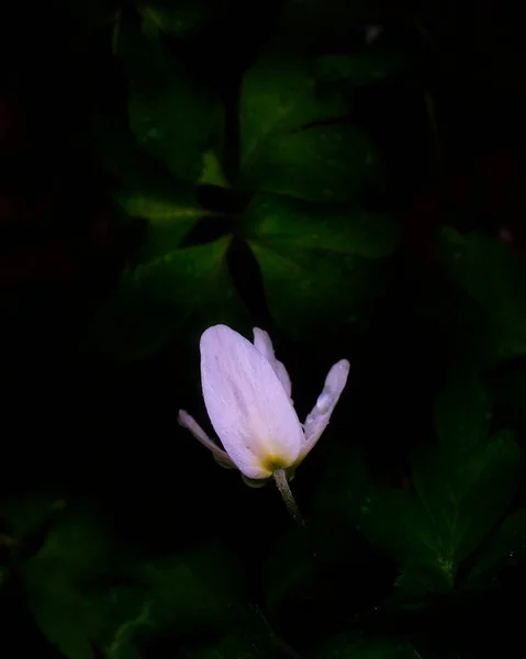 白い花と緑の背景 — ストック写真