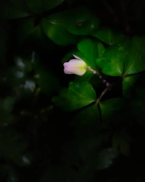 Fondo Verde Crecimiento Flor Blanca — Foto de Stock