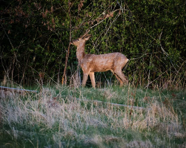 Herten Het Bos — Stockfoto