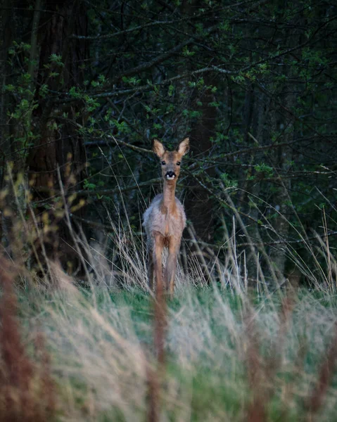 Herten Het Bos — Stockfoto