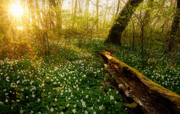 Rayons Soleil Dans Forêt — Photo