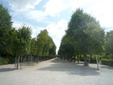 Metnin için kopya alanı olan bir şehir parkında bitki örtüsü