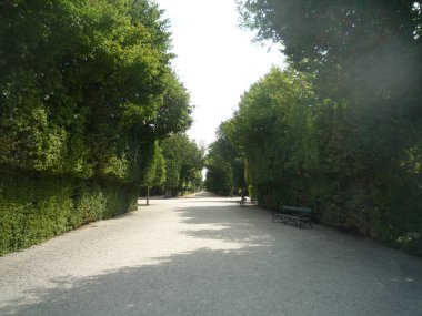 Metnin için kopya alanı olan bir şehir parkında bitki örtüsü