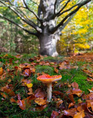 Kırmızı bir mantar, büyük bir ağacın önündeki yapraklarla dolu ıslak bir orman zemininden çıkar.