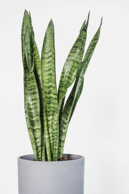Sansevieria trifasciata (Yılan Bitkisi) beyaz arkaplanlı gri tencerede 