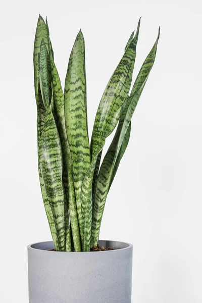 Sansevieria trifasciata (Yılan Bitkisi) beyaz arkaplanlı gri tencerede 
