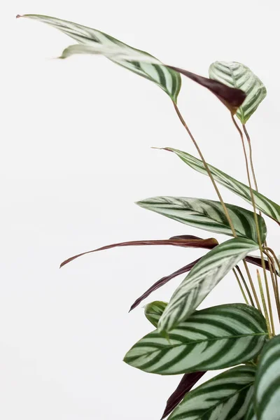 Зелена Рослина Ctenanthe Setosa Білим Тлом — стокове фото