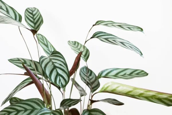 green Ctenanthe setosa plant with white background