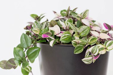 Tradescantia fluminensis üç renkli bitki siyah tencerede beyaz arka planda 