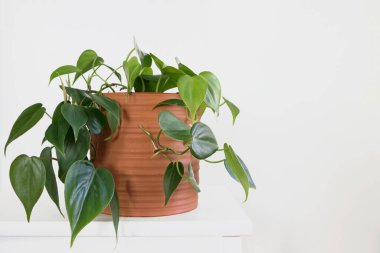 Beyaz arka planlı yeşil Philodendron Hederaceum bitkisi 