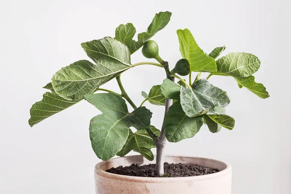 Vijgenboom Met Fruitteelt Tak Kleipot — Stockfoto