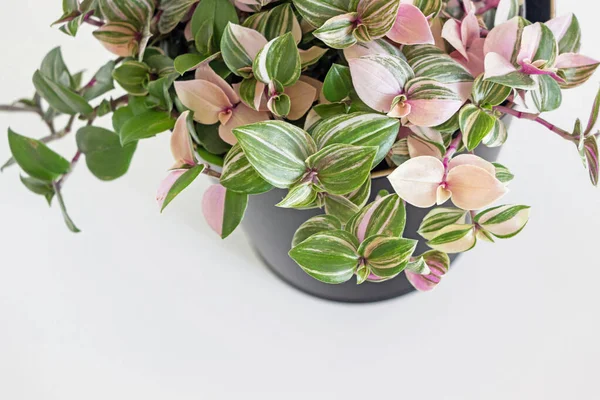 Tradescantia Fluminensis Tricolor Plant Black Pot White Background — Stok Foto