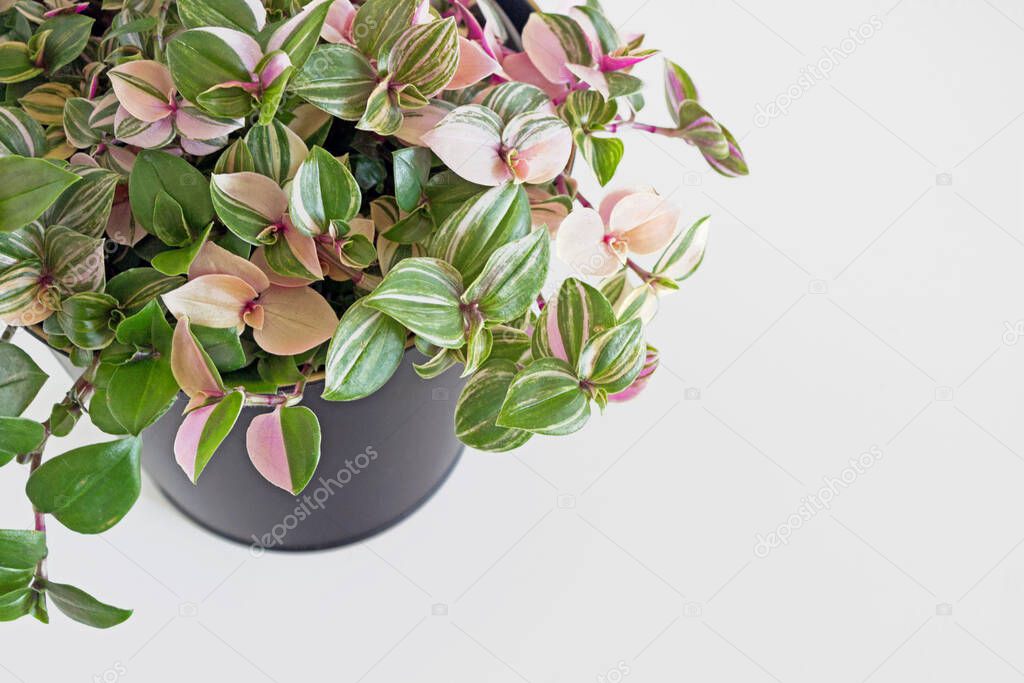 tradescantia fluminensis tricolor plant in black pot on white background 