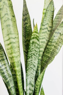 close up of Sansevieria trifasciata Prain (snake plant)  with green leaf on white background 