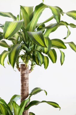 Dracaena fragrans plant with green leaves on white background  clipart