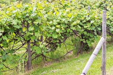 growing green grape fruit trees at farm