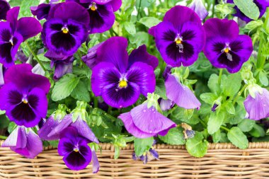 close up of purple Viola tricolor flower bushes in garden 