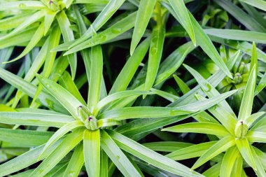 lily plant with blooming flower buds in garden