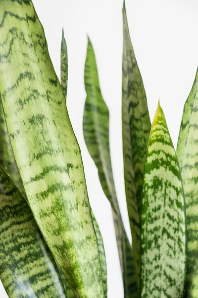 Close Sansevieria Trifasciata Prain Snake Plant Green Leaf White Background — Stock Photo, Image