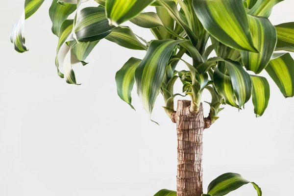 Dracaena Geuren Plant Met Groene Bladeren Witte Achtergrond — Stockfoto
