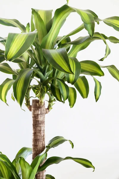 Dracaena fragrans plant with green leaves on white background 
