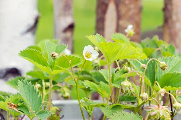 Home Growing Strawberry Flower Garden — Stock Fotó