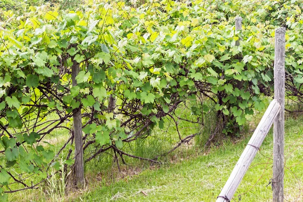 Выращивание Зеленых Виноградных Фруктовых Деревьев Ферме — стоковое фото