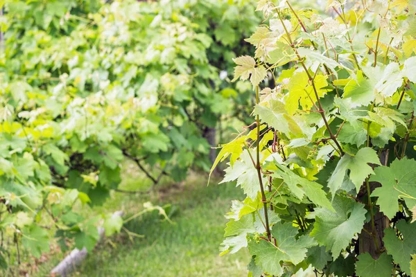 Выращивание Зеленых Виноградных Фруктовых Деревьев Ферме — стоковое фото