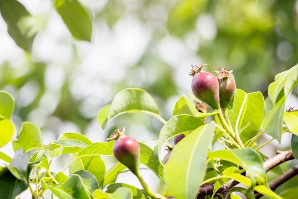 Μικρή Καλλιέργεια Μήλων Κλαδί Δένδρων Στην Εκμετάλλευση — Φωτογραφία Αρχείου