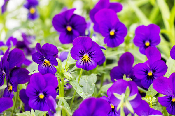 close up of purple Viola tricolor flower bushes in garden 